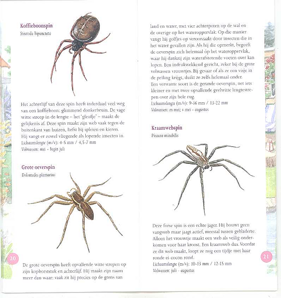 Spinnen in beeld p20-21 G
