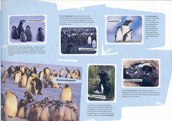 Dierenwereld2008 pinguin2