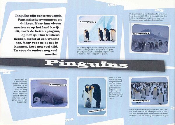 Dierenwereld2008 pinguin1